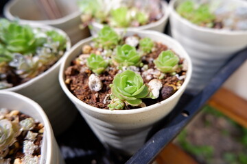 多肉植物・オロスタキス