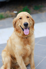 The cute and golden retriever is squatting on the floor and smiling with happiness, a happy and friendly dog