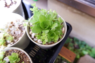 多肉植物・オロスタキス