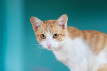 The cute Thai cat is squatting, a cat look at camera, a happy and friendly cat