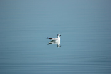 Beautiful white Duck bird sitting on the water of Naf River in Bandarban, Bangladesh