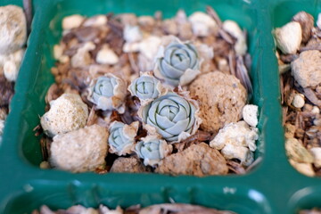 多肉植物・オロスタキス