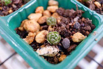 多肉植物・オロスタキス