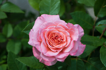 pink Rose im Sommergarten Makro