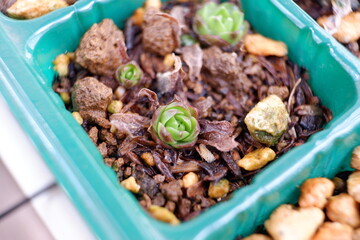 多肉植物・オロスタキス