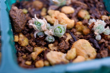 多肉植物・オロスタキス