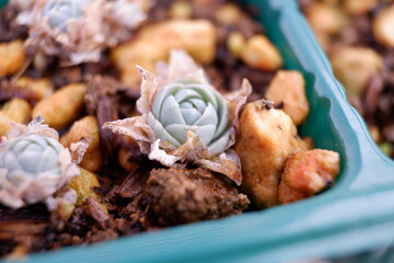多肉植物・オロスタキス
