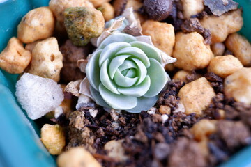 多肉植物・オロスタキス