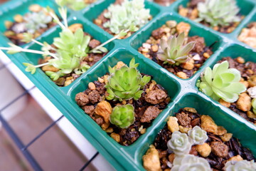 多肉植物・オロスタキス