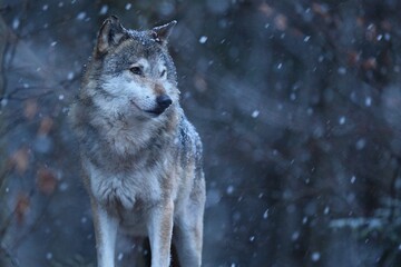 Euraziatische wolf in de wintersneeuwval