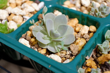 多肉植物・オロスタキス