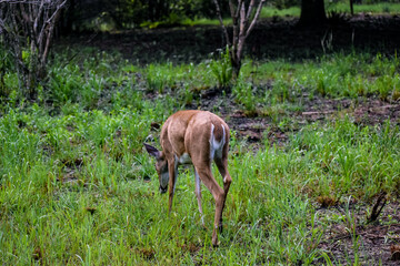Rear view of a grazing deer
