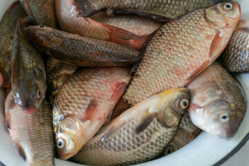 a lot of freshly caught crucian carp