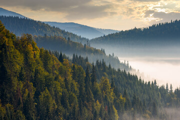 misty valley scenery at sunrise. beautiful nature background with coniferous trees in fog. mountain landscape of romania in autumn season