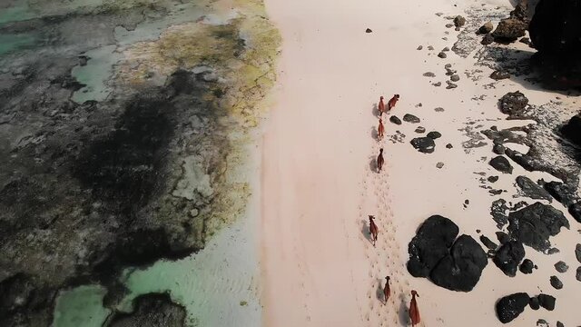 Lombok - Cows walking on the beach - Indonesia