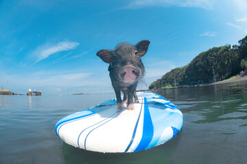 SUP PIG