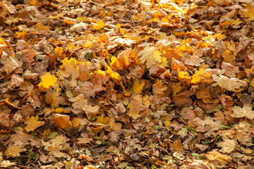 Background of Autumn yellow and orange dry leaves lying on the ground.