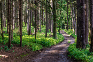 Walking path in forest. Forest road.