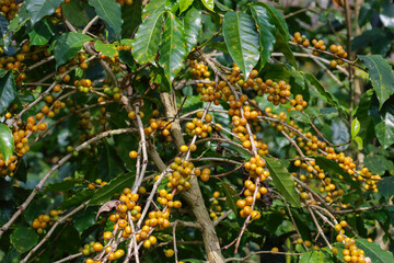 Yellow bourbon coffee tree, the yellow berry fruit variety of Coffea arabica 