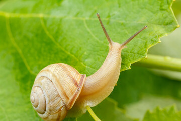 Close-up view of snail on green leaf.
