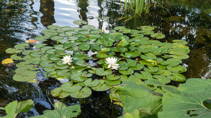 Naklejka premium A close up of a pond