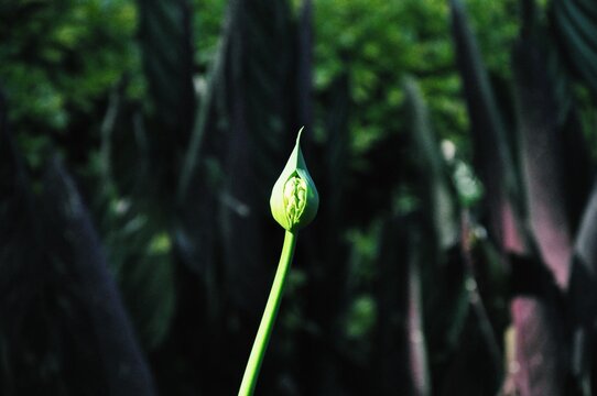 plant in the sun