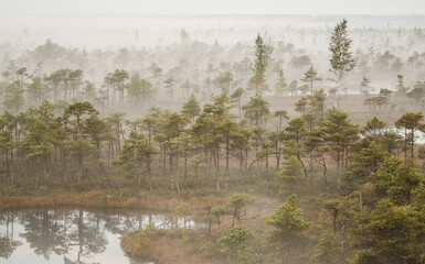 Sunrise in the Kemeri bog in autumn morning. Foggy swamp. Kemeri, Latvia. 