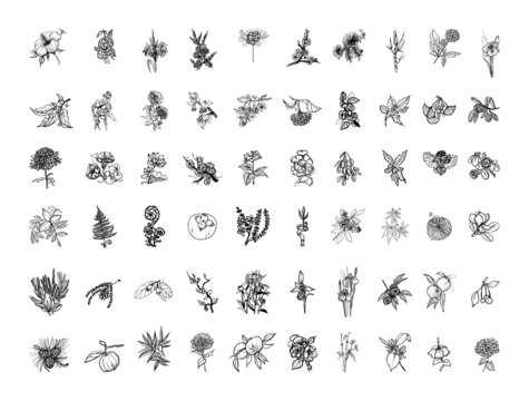 Collection of monochrome illustrations of japanese plants in sketch style. Hand drawings in art ink style. Black and white graphics.
