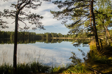 Nature views with trees by the lake in the woods.