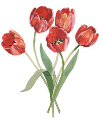Obraz premium 5 red tulips watercolor isolated on white background botanical illustration for all prints.