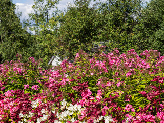 Large group of different pink flowers blooming in autumn, Garden phlox, Begonia and Alternanthera, green trees on a background, closeup, selective focus
