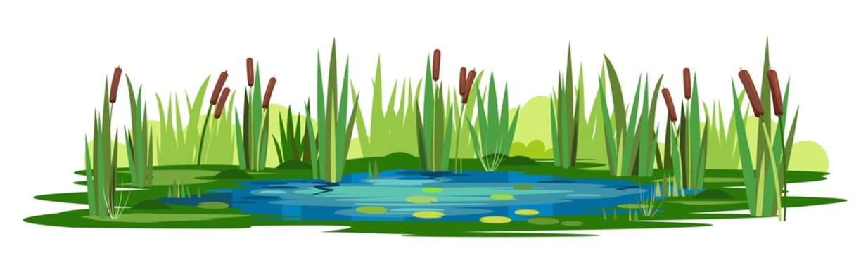Swamp landscape with reed and cattail. Isolated element. Horizontally composition. Overgrown pond shore. Illustration vector