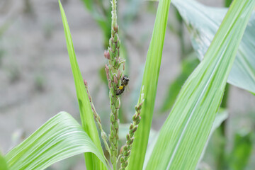 Honey bee collecting pollen from corn plants.