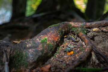 yellow spotted salamander in forest