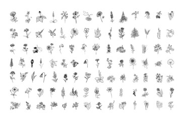 Collection of monochrome illustrations of plants in sketch style. Hand drawings in art ink style. Black and white graphics.
