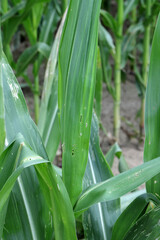 Obraz premium Maize damaged by caterpillar of The European corn borer or borer or high-flyer (Ostrinia nubilalis). It is a moth of the family Crambidae. It is a one of most important pest of maize crops.
