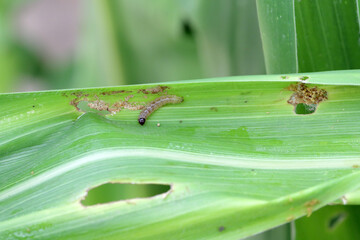 Maize damaged by caterpillar of The European corn borer or borer or high-flyer (Ostrinia...