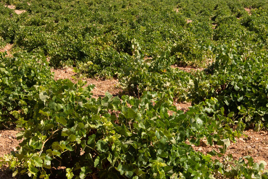 Vi&ntilde;edo