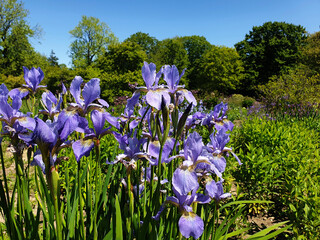 Iris in fiore