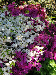 Obraz premium Rododendri in fiore