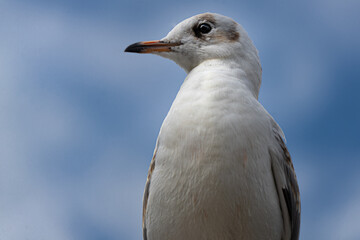 Close-up portrait of an immature black-headed gull watching out before a blue summer sky