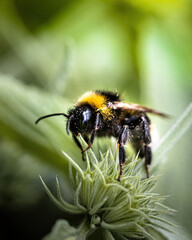 a bumblebee on a green flower
