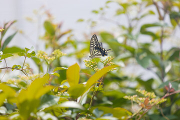 花に止まったり飛んだりしている蝶