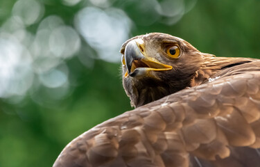 close up of a eagle