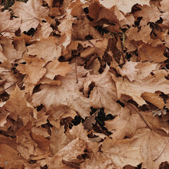 Neutral autumn fall maple leaves background. Seasonal outdoor autumn fall leaves texture