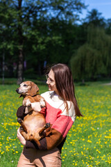 Charming young lady dressed in coloful sweater holding daschund dog and kissing. Animal love concept