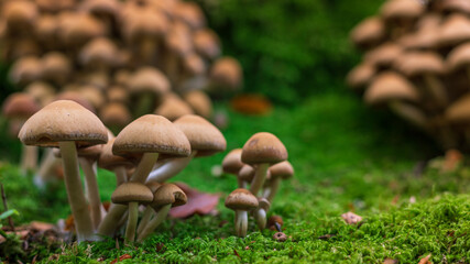 mushrooms in the forest