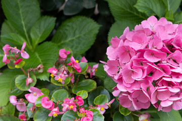 紫陽花とピンクの花