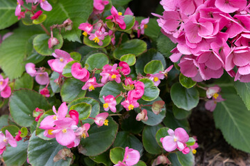 紫陽花とピンクの花