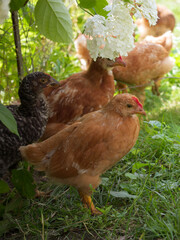 Small chickens near the hydrangea flower. Chickens in nature.